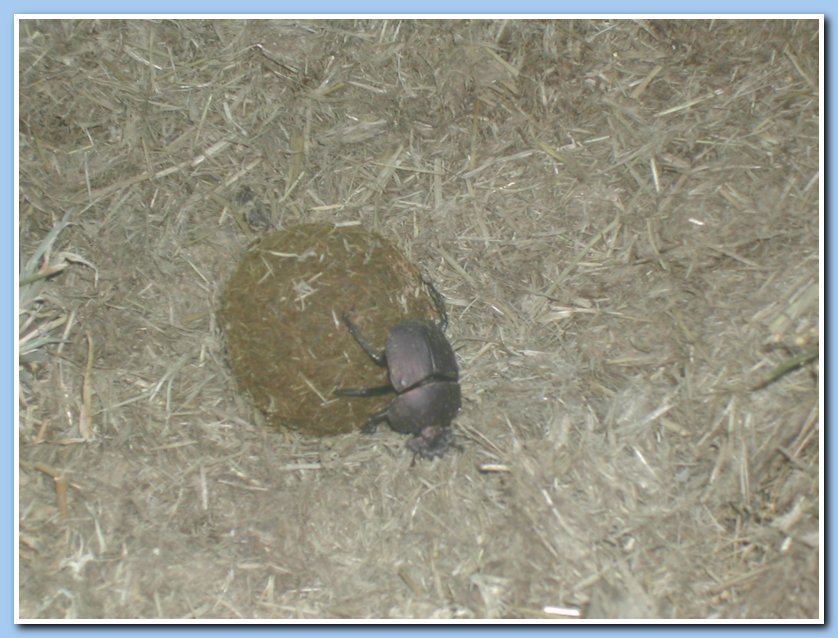 Dung beetle